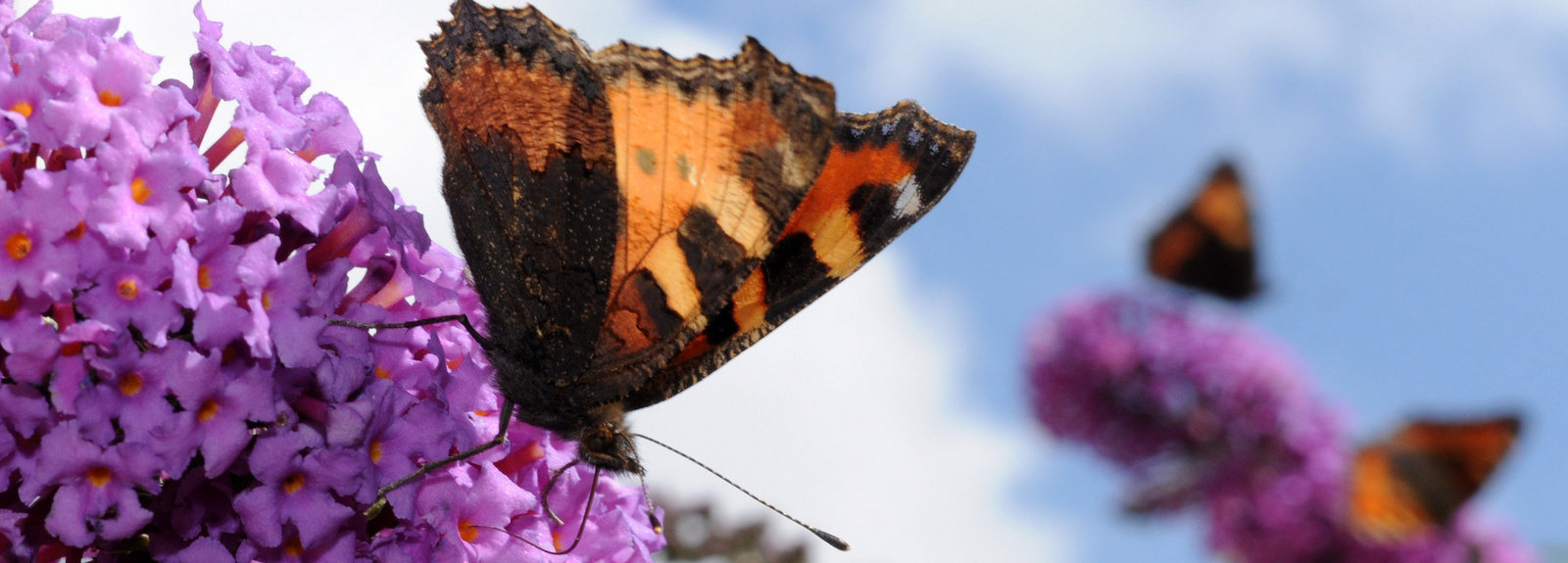 Schmetterlinge Schmetterlinge sitzen an Fliederblüten.